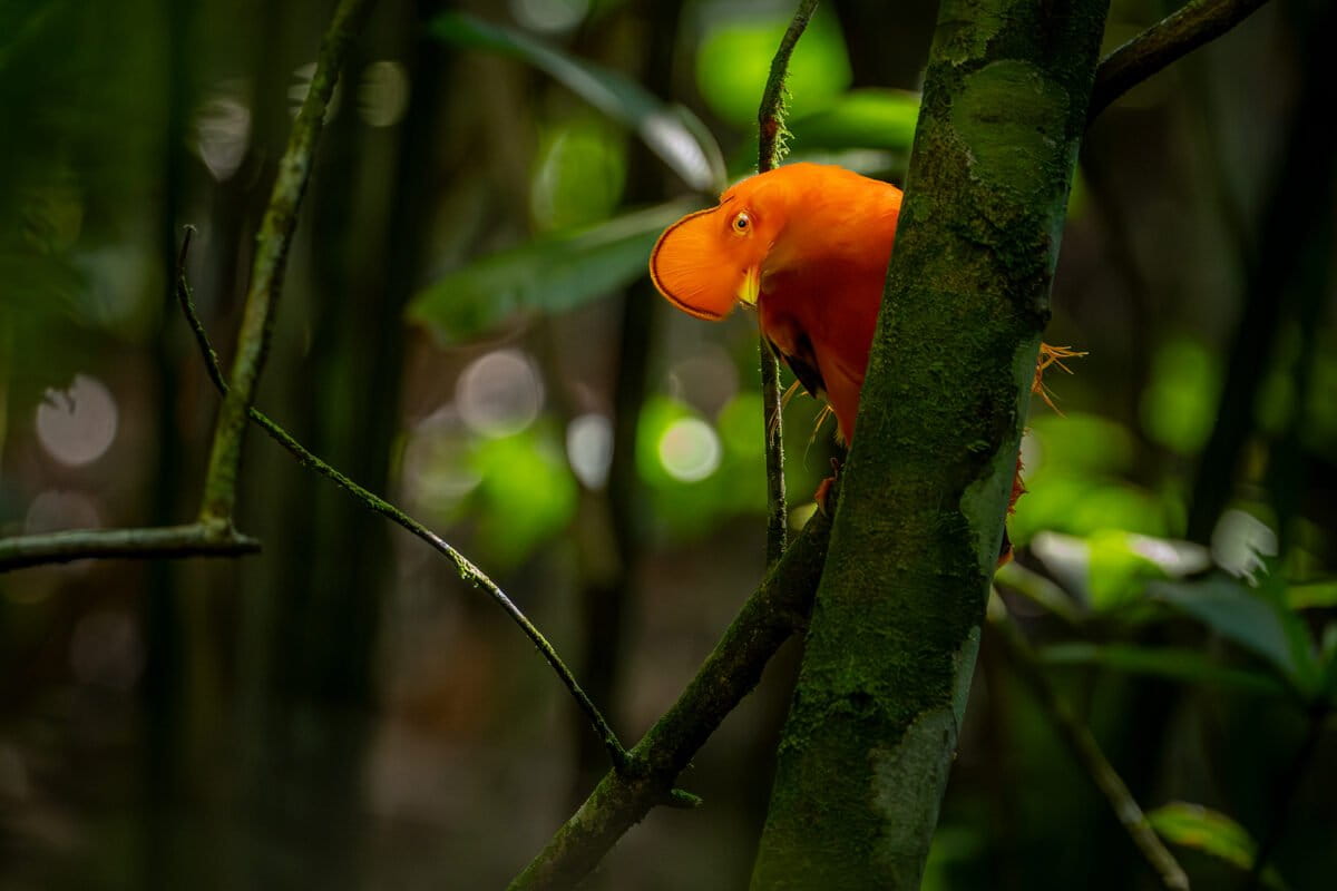 Bird-watching offers potential for conservation & economy in Colombia&rsquo;s Guaviare