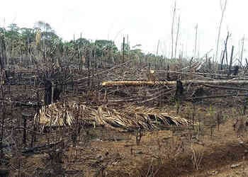 Politicians, Businesses in Deforestation Free-For-All in Guaviare, Colombia