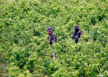 Resurgence of Coca in Putumayo Reflects Colombia&rsquo;s Failed Strategy